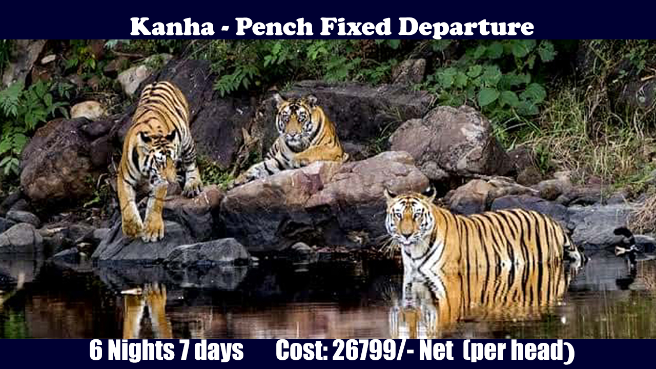 Kanha Pench Tour