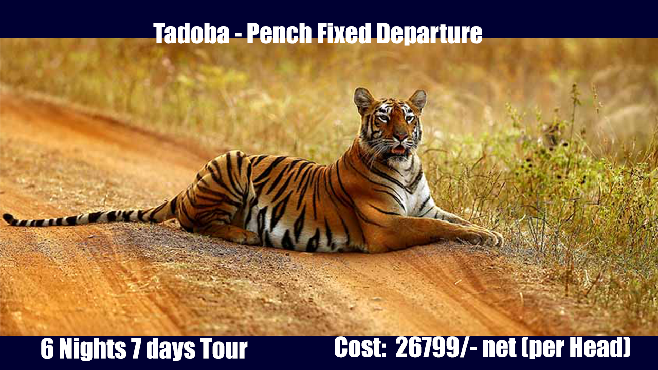 Tadoba Pench Tour